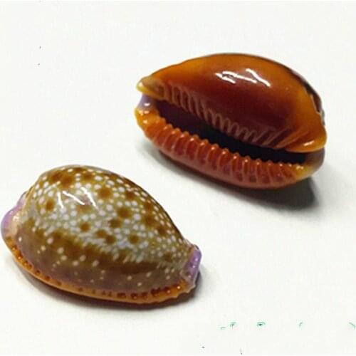 Natural conch shell 2 cm decorative window design diy manual aquarium shell cowrie sea shell concha de mar