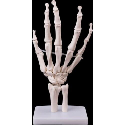 Hand Joint Anatomical Skeleton Model Human Anatomy Study Tool Life Size