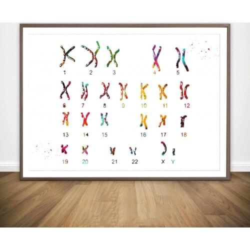 Male Chromosome Idiogram Male Muscular System Medical Tools Multipolar Neuron Neural Anatomical Medical And Science Poster