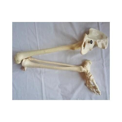 Adult whole leg bone model medical teaching Lower limb model free shipping