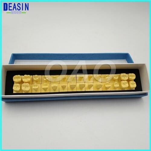 1:1 Permanent Teeth Model With Base dental tooth teeth dentist dentistry anatomical anatomy model