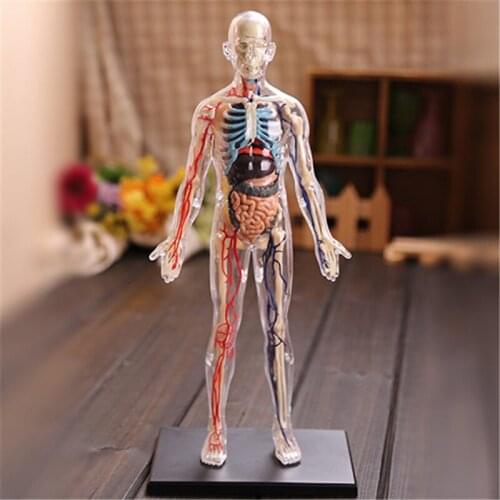 1:6 60pcs Human Body Transparent Anatomy Intellectual Assembling Model Internal Organs Anatomical Medicine Teaching Model Kits