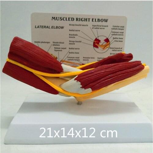Human elbow joint Muscle model blood vessel Ligament bones skeleton Medical teaching explanation model high quality