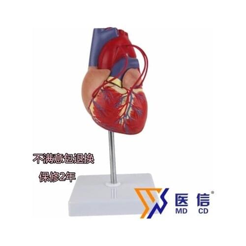 Coronary bypass operation demo model Cardiac anatomy model