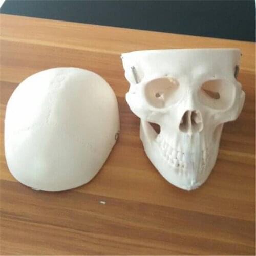 BIX-A1007 Life-Size Skull Model Skeleton Human Skull Human W014