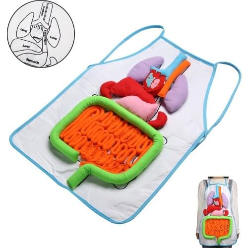 Human Organs Apron Anatomy Apron Human Body Organs Awareness Educational Insights Toys Children Preschool Teaching Aid