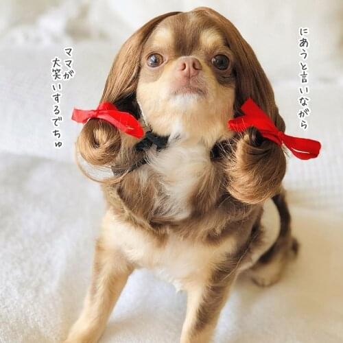 Pet Wig Cosplay Props Dog Cat Cross-Dressing Hair Set Photography Funny Props Head Accessories Prank Pet Supplies