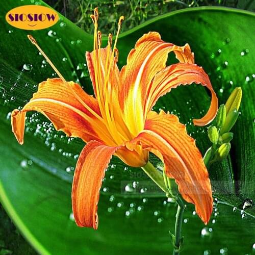 SIOSIOW DIY 5D Diamond Painting Lily Flower Full Square Round Drill 3D Mosaic Chinese Cross Stitch Daimond Embroidery Decor Home