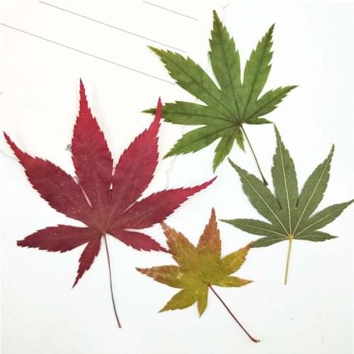 20PCS Dried Natural Pressed Flowers,Dry Autumn Palm Leaves Fall Maple Leaf For Flores Scrapbooking,Floral Sticker,Herbarium