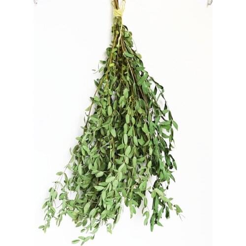 Natural Eternal Preserved Dried Plants Eucalyptus Cooper Apple Leaves Arrangement Home Wedding Table Office Decor Accessories