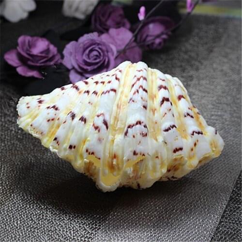 LARGE SHELL SCALLOP FRUIT PLATE HOME DECORATION WEDDING CLAM BIG SEA SHELL CONCHA NATURAL GIANT CLAM SHELLS CONCHA DE MAR