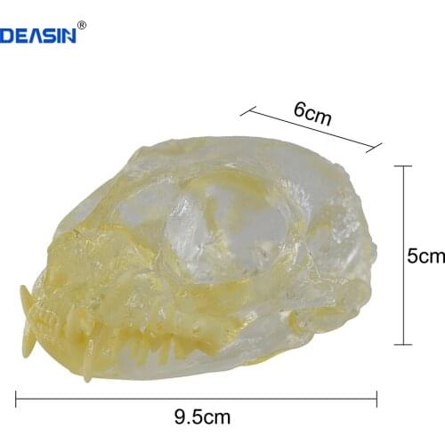 Teaching Dental Teeth Model Cat Model Catamount cats teeth Cat Dentition Model
