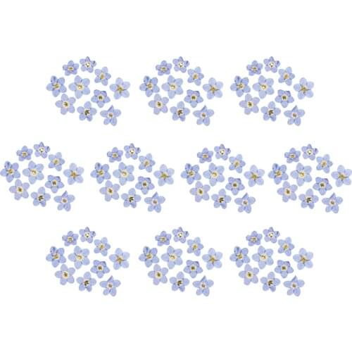 100pcs Mini Real Dried Flower Forget-me-not for DIY Resin Casting Ornament