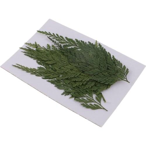 12 Pieces Pressed Leaves Dry Pressed Flowers For DIY Art Craft Cards Making Home Decoration, Jewelry Making