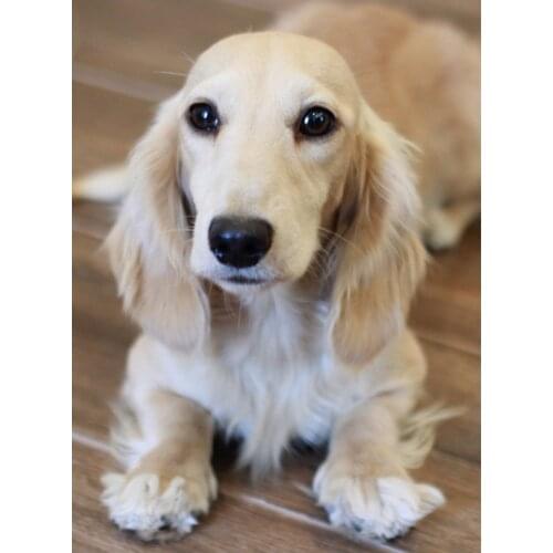 5D Diamond Painting English Cream Dachshunds dog Diy Diamond Embroidery Animal square circle rhinestones Christmas GiftZP-3091