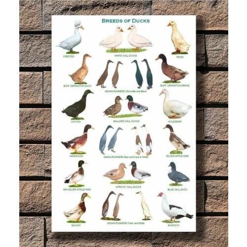 15 Breeds Of Ducks Hot Silk Poster Wall Art Home Decoration Gift