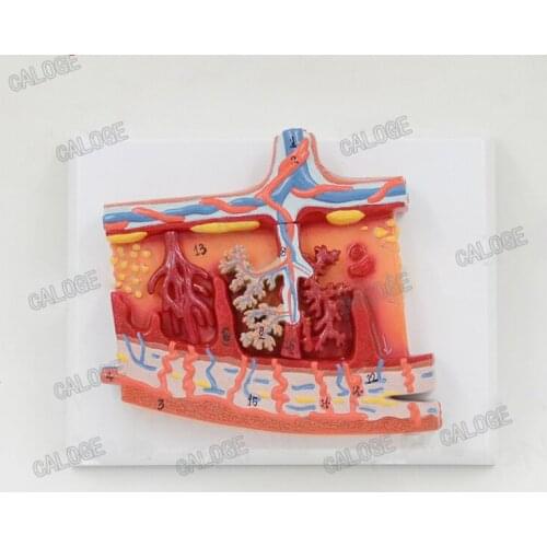 Free shipping&Human embryo amniotic membrane umbilical cord blood tissue enlarged anatomical model,used to obstetrics