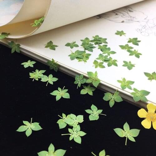 60pcs Pressed Dried Green Lagotis Glauca Flowers Plants Herbarium For Jewelry Phone Case Photo Frame Bookmark Postcard DIY