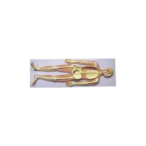 Free shipping&Human neural system model, brain, cerebellum model, skeleton model. for medical anatomy.for school