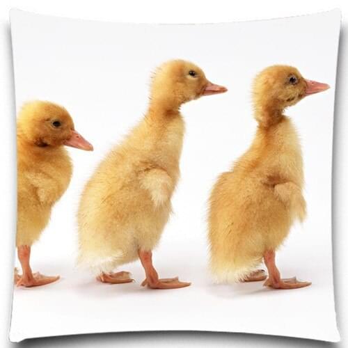 Three yellow duck and big white duck pattern Square Pillow Case Cotton polyester 16" 18" 20" Inches Bedroom Office