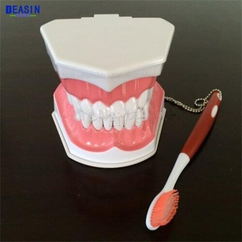2016 New Arrival tooth model Oral teeth Model student study Model Children teeth can be pulled