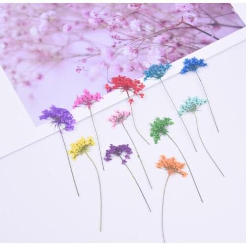 24pcs,Pressed flowers with Stem,Nature Real dried Flower for DIY Wedding invitation Craft Photo Bookmark Gift Card,Facial Decor