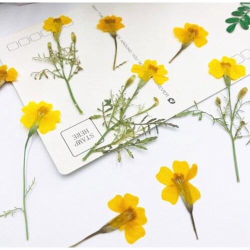 120pcs 3-6cm Pressed Dried Tagetes Patula L. Yellow Flower Plants Herbarium For Jewelry Bookmark Postcard Making Accessories
