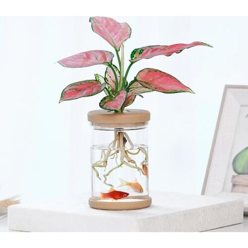 Planter Pot Clear Automatic Water Absorption Self Watering Flower Pot for Home Decoration