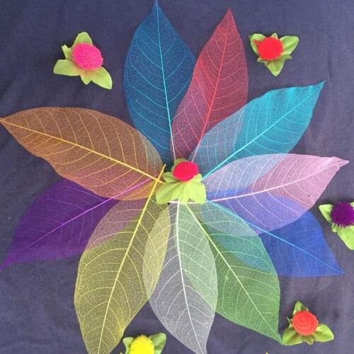 10 Pcs Natural Dried Magnolia Vein Leaves Nail Art Flowers Material DIY Craft Supplies Bookmarks Handmade Decoration Accessories