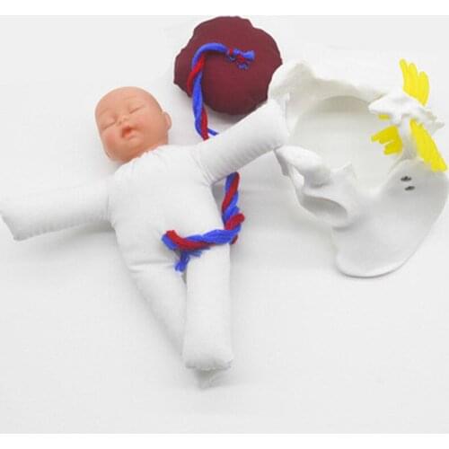 Childbirth demonstration mini pelvis model with fetus and umbilical cord school teaching pelvic doll model