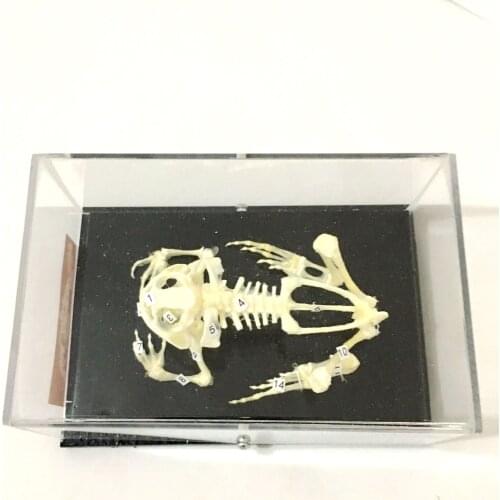Frog skeleton specimen Toad skeleton specimen 43108 teaching demonstration middle school biological frog skeleton specimen