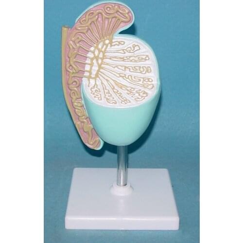 Human testis Anatomical Model Human organ Medical teaching model free shipping