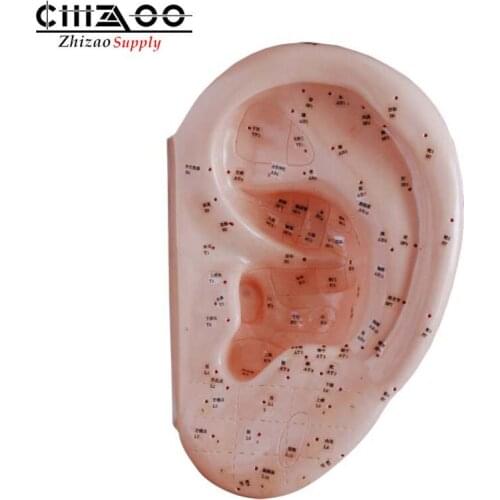 PVC Ear Acupuncture Model Chinese Acupuncture Model