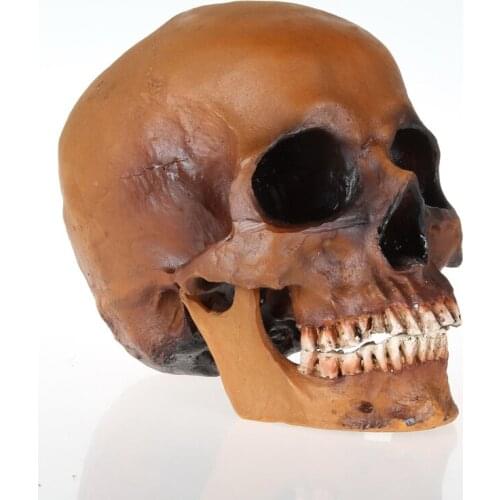 Horror skulls simulation model 1: 1 model of medicine skeleton skull drawing skull model Skull Halloween scene layout Brown