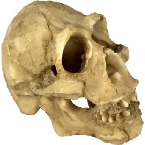 Aquarium Reptile House Resin Skull, Fish Tank Decoration Cave Family Daily Decoration