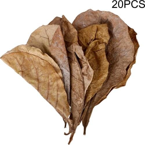 To Balance PH Acidity Aquarium Water Treatment Natural Terminalia Catappa Leaves Fish Tank Cleaning Tools Accessories 20PCS