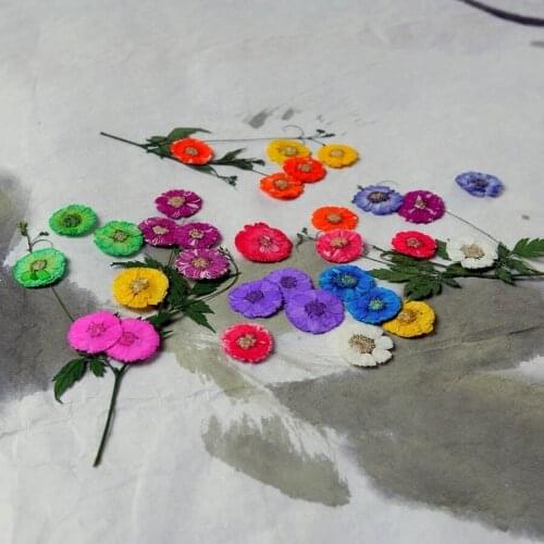 12pcs Pressed Dried Bellis Perennis Daisy Flower Plants Herbarium For Jewelry Postcard Phone Case Photo Frame Bookmark DIY