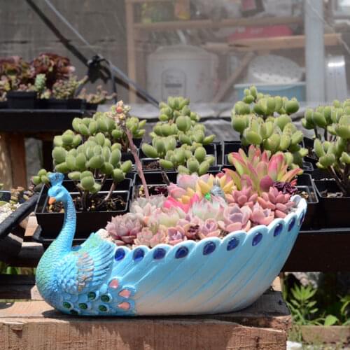 Handmade Peacock Succulent Planter Pot Vintage Cactus Planter Flower Pot Succulent Container Decorative Succulent Planter