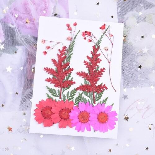 10pcs/lot,Natural Pressed flower daisy leaves,Eternelle rose petals materials for DIY Bookmark Gift Card Embossed photo frame