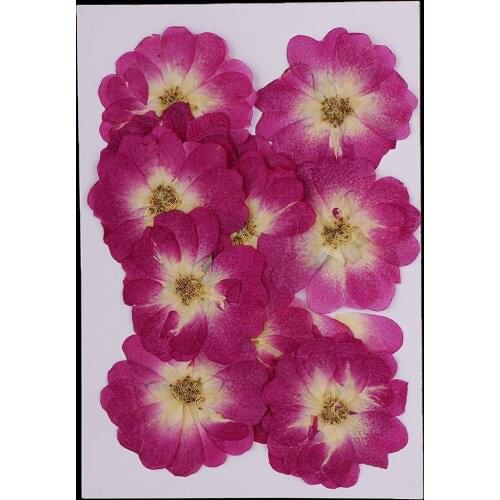 12 Pieces Chinese Rose Pressed Natural Dried Flower for DIY Resin Ornament Candle Making Decoration Purple 3-4cm