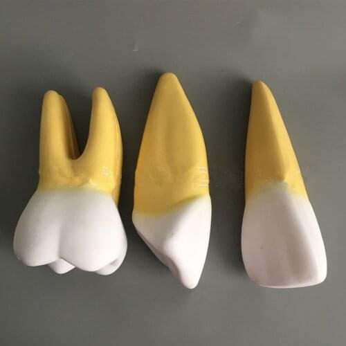 12X Enlarged 3pcs/set Human Oral Dental Model Tooth Anatomical Model with Blood Vessel Medical Education Teaching Model Kid Gift