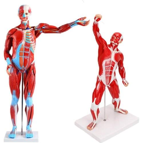Human Muscle Anatomy Model Medical Teaching Model