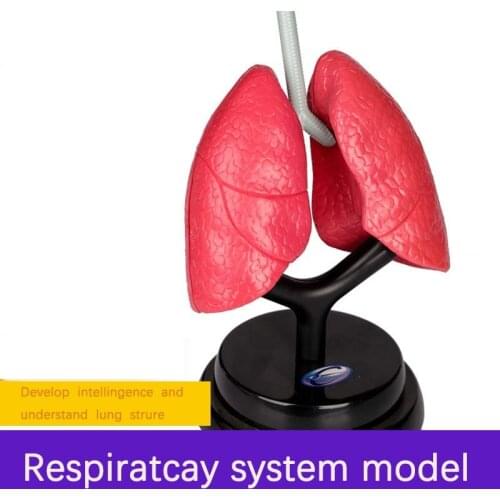 Respiratory Luxury Set Student Biological Teaching Aids Medical Experimental Childrens Science And Education Model Toys