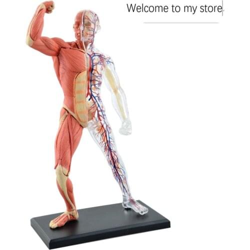 Anatomy assemble Whole body transparent skeletal vascular 1:6 human organs anatomy group assembled model medical teaching aid