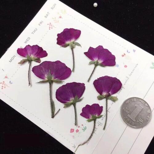 60pcs Side Pressed Dried Purple Rose Flowers Plant Herbarium For Jewelry Postcard Invitation Card Phone Case Bookmark DIY