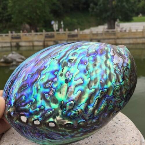 Natural Polished abalone shell Oval Conch DIY Home Decoration Aquarium Landscaping Wedding Landscape Decoraition crafts Gift