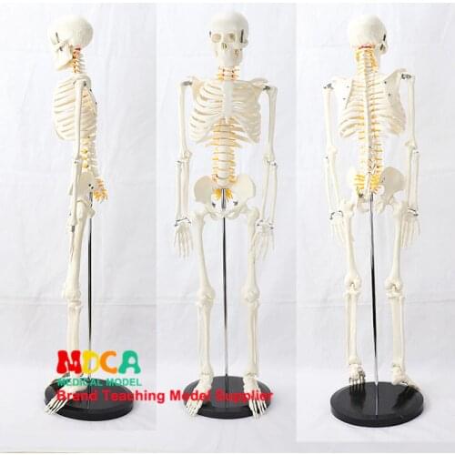 85CM Pillar type human.skeleton spinal nerve model medical Yoga Fitness learning bone model MGG203