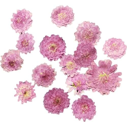 20x Real Pressed Flowers Includes DIY Flowers Wooden Bookmarks and Flowers