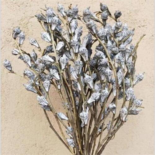 10pcs House decoration dried natural real eucalyptus globulus fruit flowers bunch