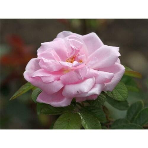 Needlework full embroidery painting cross stitch flower diy diamond painting kits crystal square diamond red rose picture A5978R